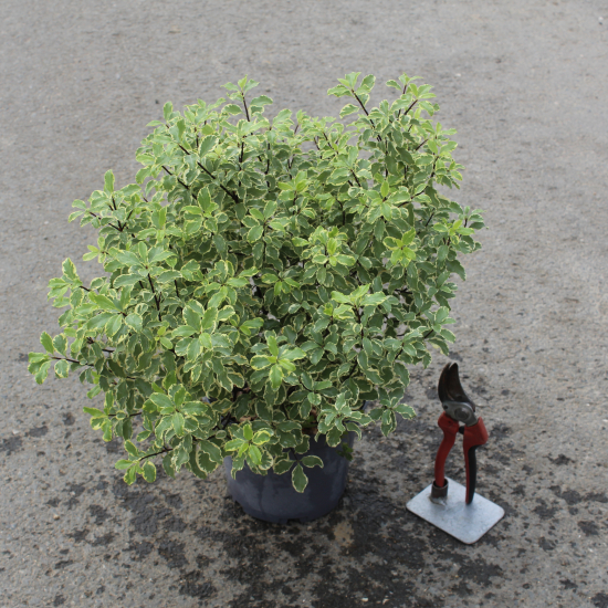 Pittospore 'Variegatum'