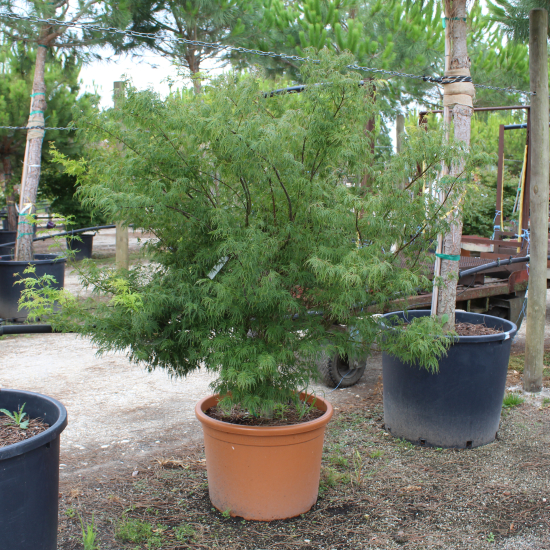 Érable du japon 'Dissectum seiryu vert'