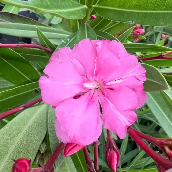 Laurier rose 'Splendens gigantea' (Nerium oleander) — photo 2