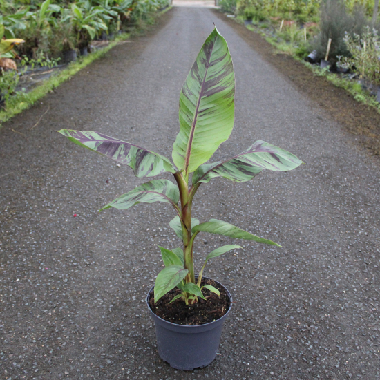 Bananier japonais 'Ever red'