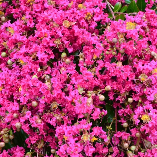 Lilas des indes 'Mimie fuschia'