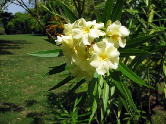 Laurier-rose 'Jaune'