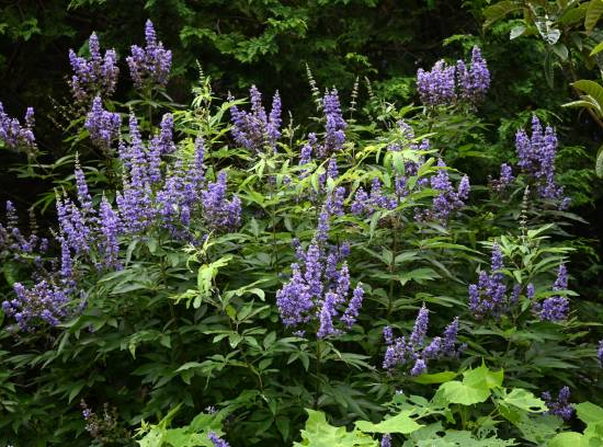 Arbre au poivre 'Laciniata'