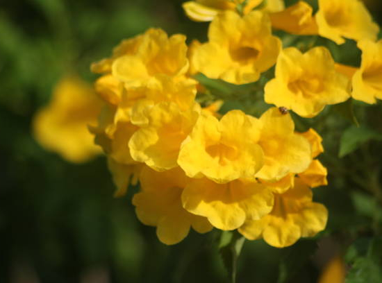 Bignone de virginie 'Yellow trumpet'