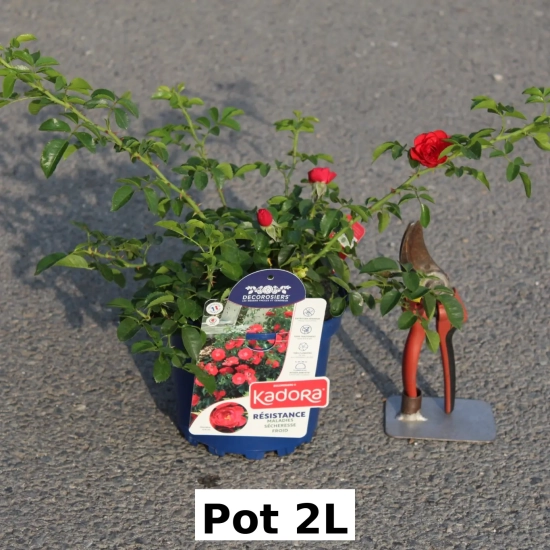 Rosier 'Kadora '