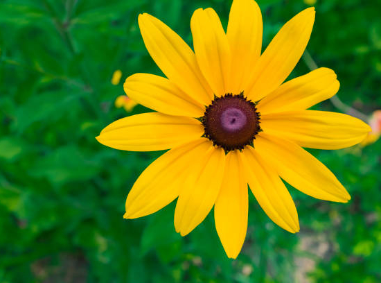 Gazania x hybrida gris-flor