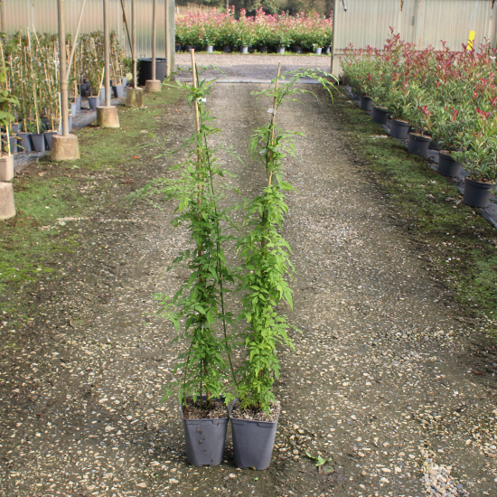 Ronce commune 'Fruits noirs reuben'