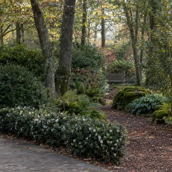 Camelia 'Silver dollar' (Camelia sasanqua) — massif de petits arbustes fleuris en sous-bois · Photo d'illustration