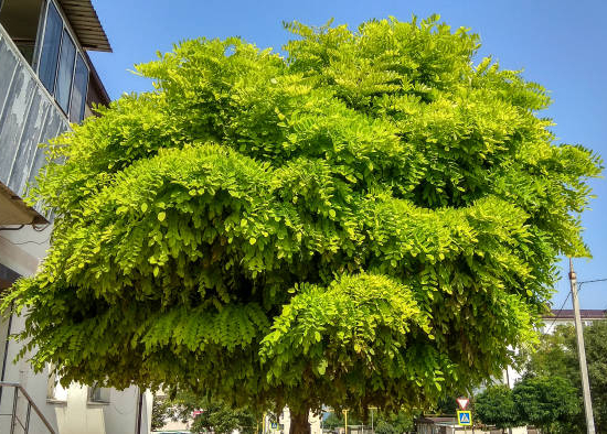 Robinier faux-acacia 'Umbraculifera'