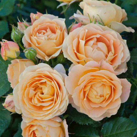 Rosier 'Dolce vita '