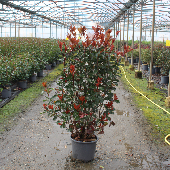 Photinia 'Magical volcano'
