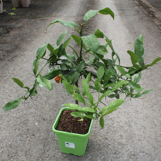 Citronnier combava 'Hystrix'