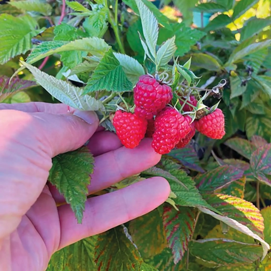 Framboisier 'Frambelise'