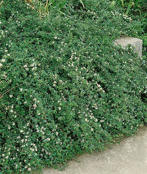 Cotonéaster 'Major'