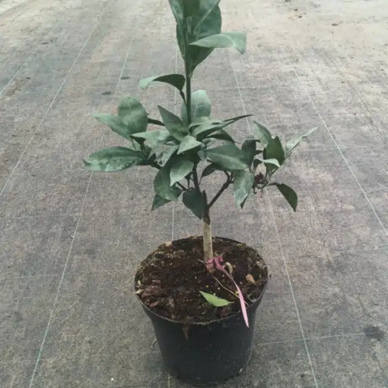 Oranger 'Navel negra'