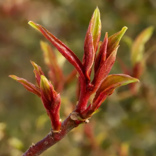 Pseudowintera (Pseudowintera colorata) — jeunes pousses rouges aux feuilles naissantes · Photo d'illustration