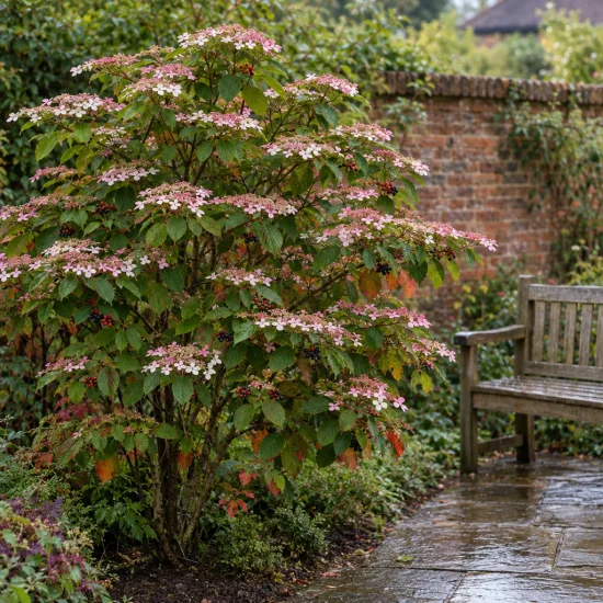 Viorne de chine 'Pink beauty' (Viburnum plicatum) — arbuste fleuri près d’un banc dans un jardin · Photo d'illustration