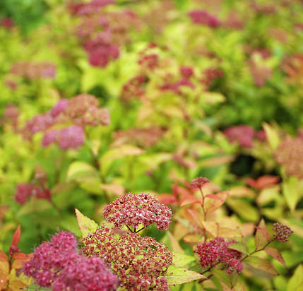 Spirée 'Goldflame'