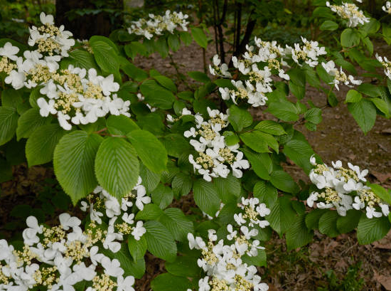 Viorne de chine 'Watanabe'