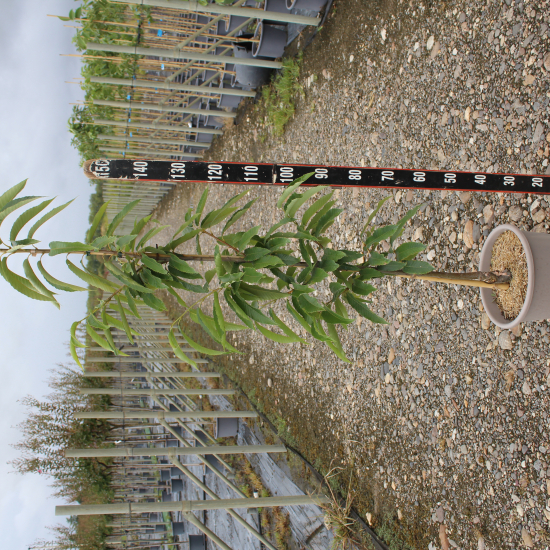 Châtaigner 'Bouche de betizac'