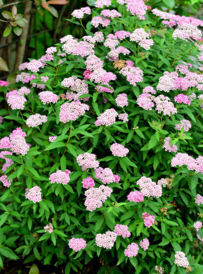 Spirée du japon 'Little princess'
