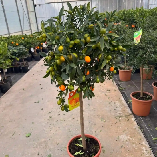 Kumquat