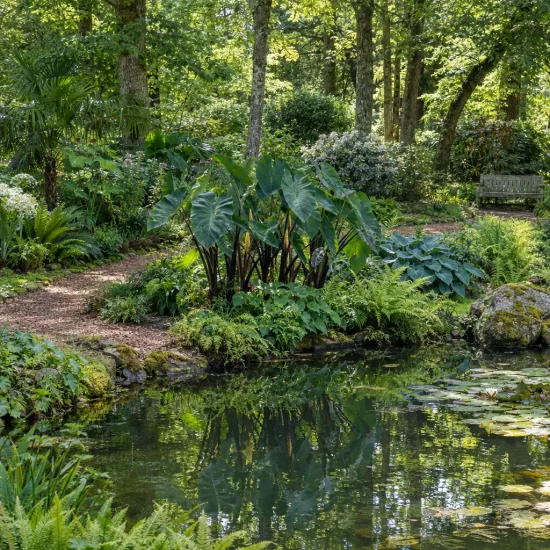Oreille d'éléphant 'Black stem' (Colocasia esculenta) — grand feuillage luxuriant au bord d'un bassin · Photo d'illustration