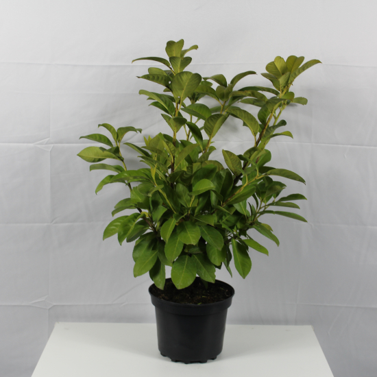 Laurier palme 'Caucasica'