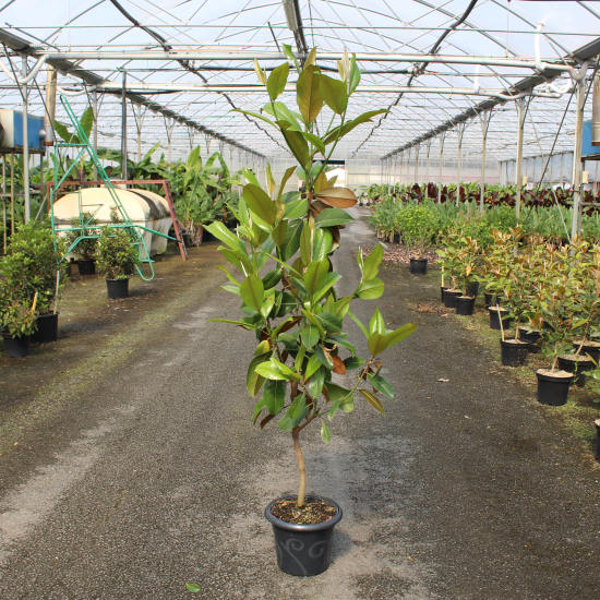 Magnolia de la galissonnière 'Galissoniere'