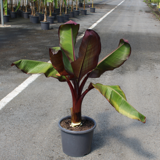 Bananier japonais 'Maurelli'