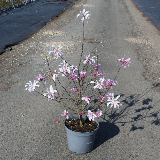 Magnolia 'Leonard messel'