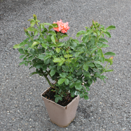 Rosier 'Alfred sisley '