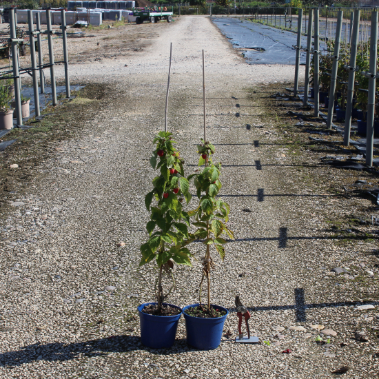 Framboisier 'Frambelise'