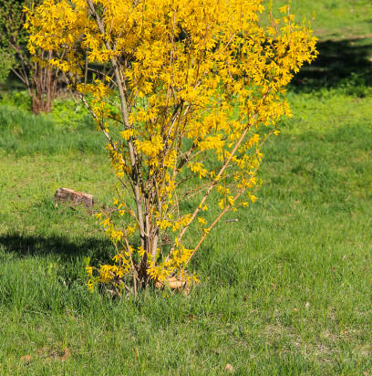 Forsythia 'Week end'