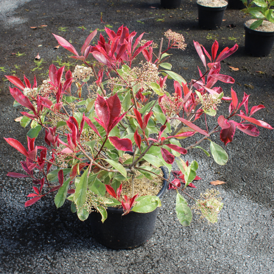 Photinia 'Pink marble cassini'