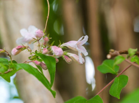 Abelia à grandes fleurs Pinky Bells