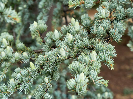 Cèdre bleu de l'atlas 'Glauca'