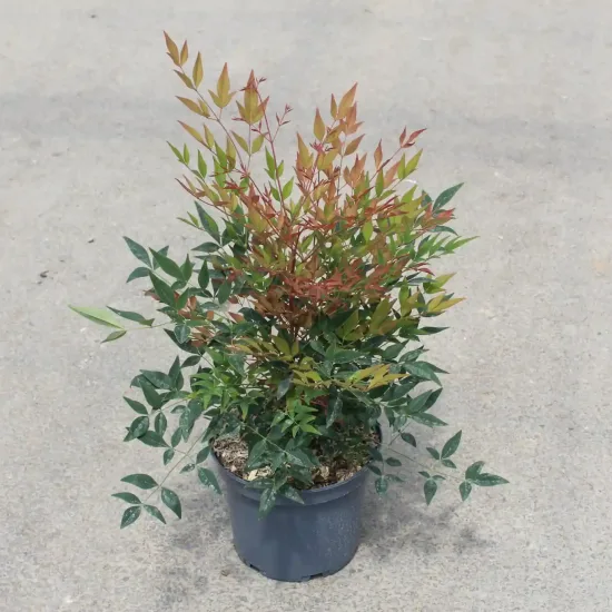 Bambou sacré 'Gulfstream' (Nandina domestica) — jeune arbuste en pot au feuillage bicolore · Pot 3L