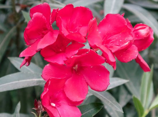 Laurier rose 'Corrida'