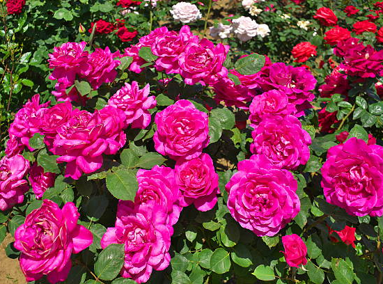 Rosier 'Bernadette lafont '