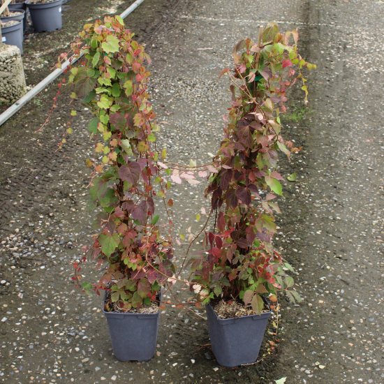 Vigne-vierge à trois pointes 'Veitchii'