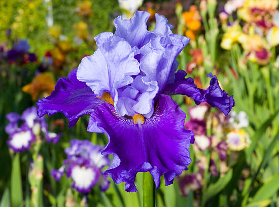 Iris d'Allemagne 'Ambroise violet'