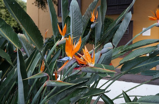 Strelitzia augusta