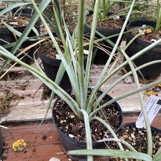 Agave à feuilles striées  'Blue dwarf'
