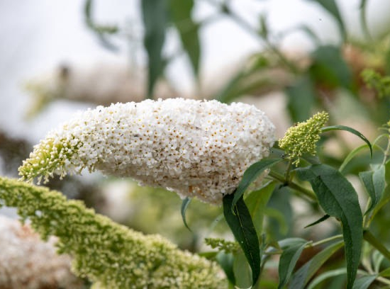 Arbre aux papillons 'petit blanc'