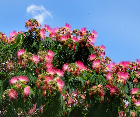 Arbre à soie 'Evey's pride'