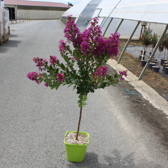 Lilas des indes 'Eternal'