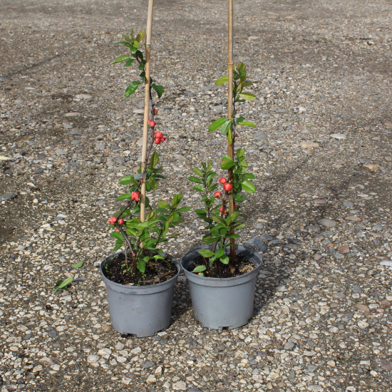 Cognassier à fleurs 'Mango storm'