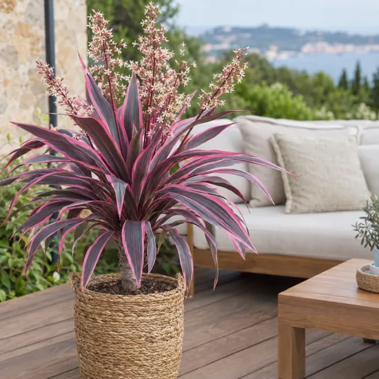 Cordyline australe 'Pink passion' (Cordyline australis) — plante graphique en pot sur terrasse avec fleurs · Photo d'illustration