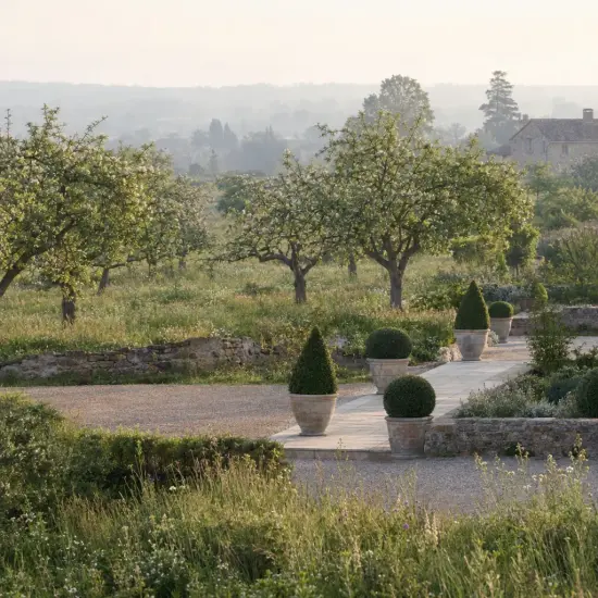 Buis à petites feuilles 'Faulkner' (Buxus microphylla) — topiaires coniques en pot le long d’une allée
